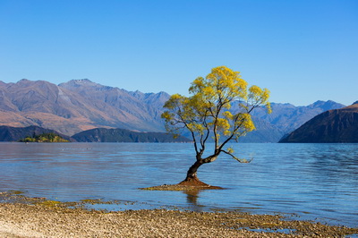 Wanaka Tree